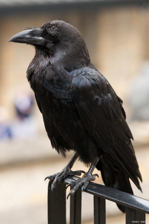 乌鸦传媒视频安卓版