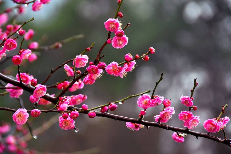 梅花高清成片视频