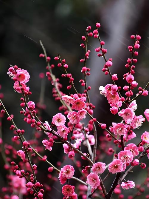 梅花高清成片视频