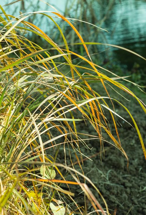野草集高清完整版在线观看