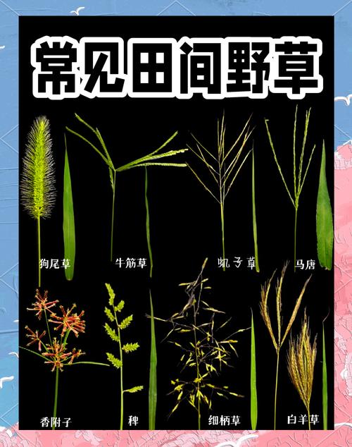 野草集高清完整版在线观看