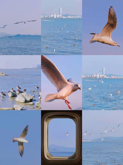 海鸥影视无广告