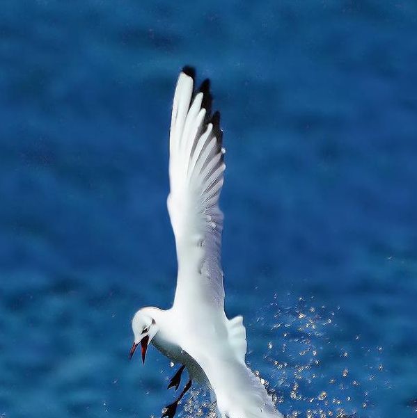 海鸥影视无广告