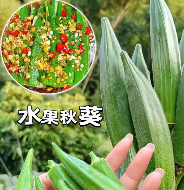 荔枝秋葵向日葵