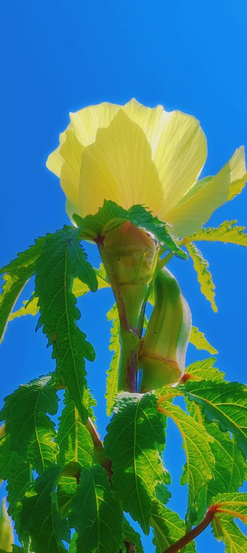 荔枝秋葵向日葵