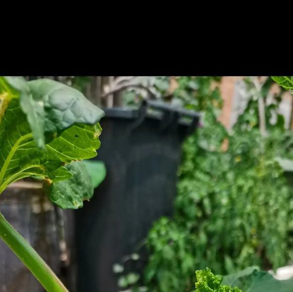 荔枝秋葵向日葵