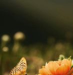 蝶恋花在线直播app