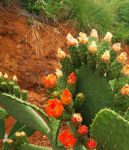 想要免费APP下载仙人掌