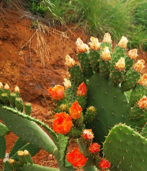 想要免费APP下载仙人掌