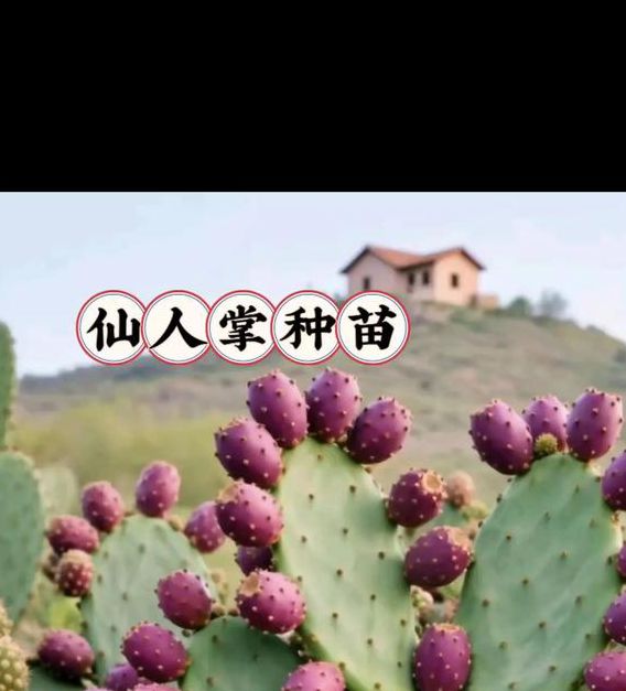 想要免费APP下载仙人掌