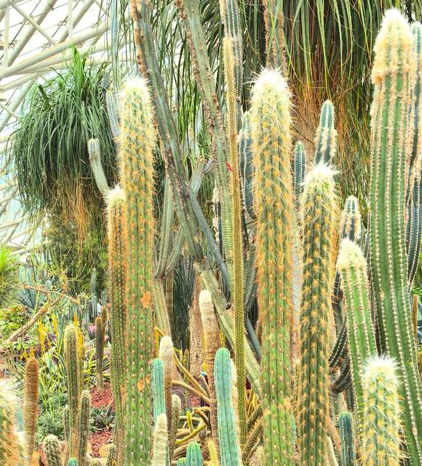 想要免费APP下载仙人掌