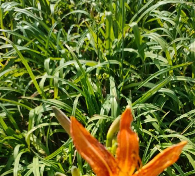 忘忧草视频在线观看视频