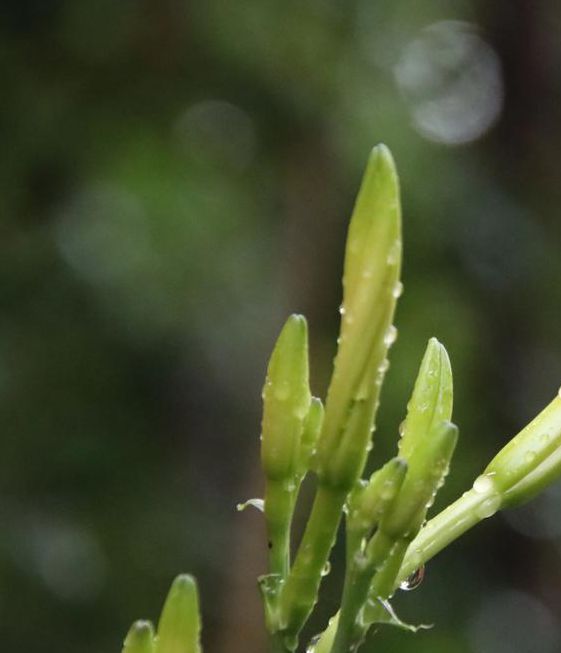 忘忧草视频在线观看视频