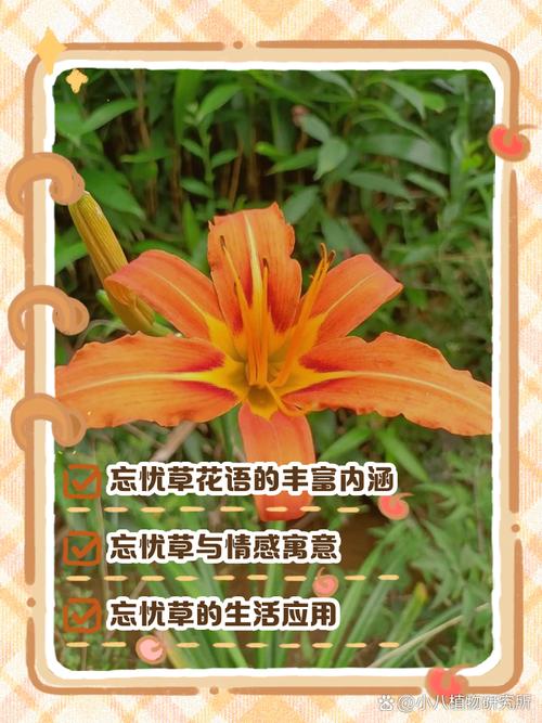 忘忧草视频在线观看视频