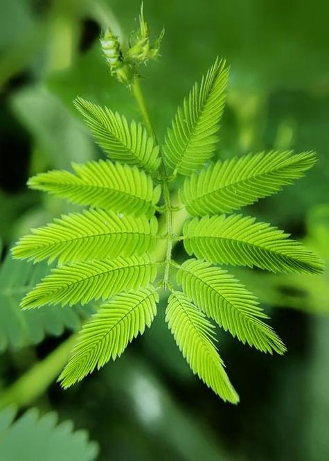 花季传媒含羞草