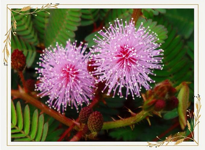 花季传媒含羞草