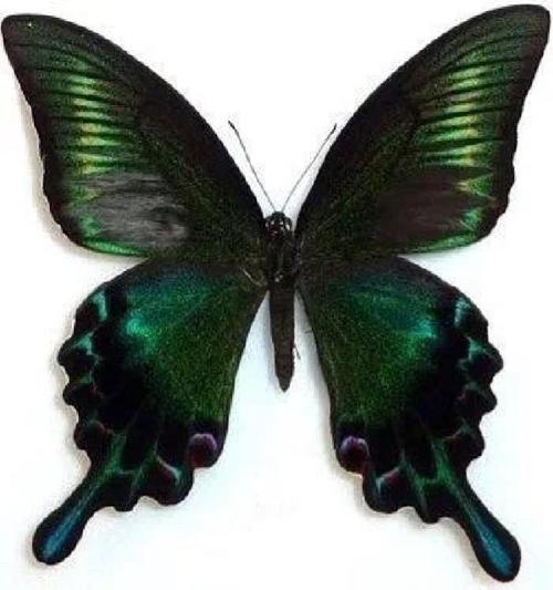 708.t∨凤蝶直播