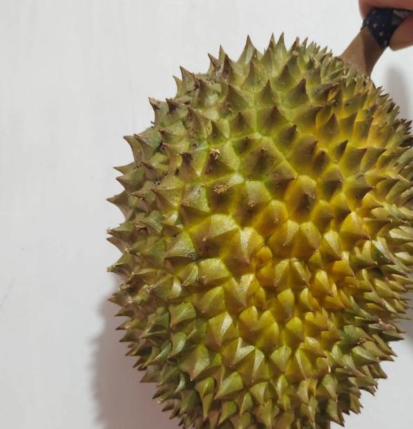 榴莲.combo2.0深夜释放自己无限免费版