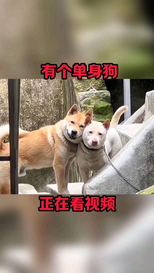 单身狗必看的视频