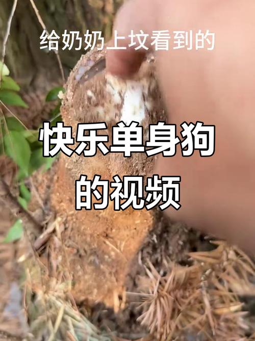 单身狗必看的视频