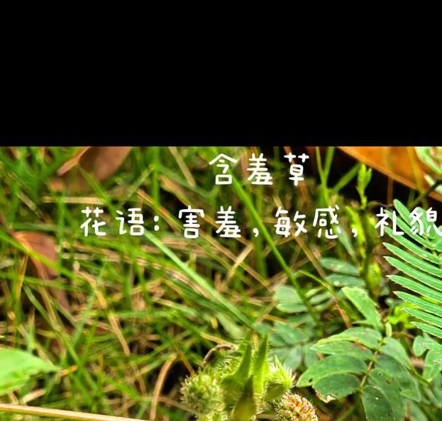 含羞草实验研所入口