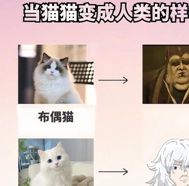 成版人猫咪