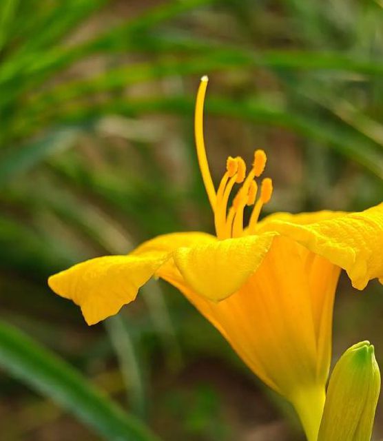 忘忧草视频免费观看下载