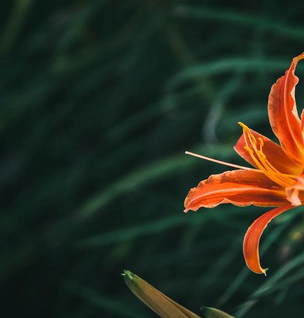 忘忧草视频免费观看下载