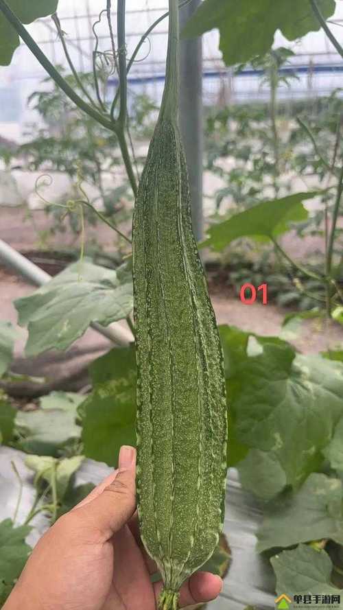 草莓秋葵菠萝蜜黄瓜丝瓜黄最新版