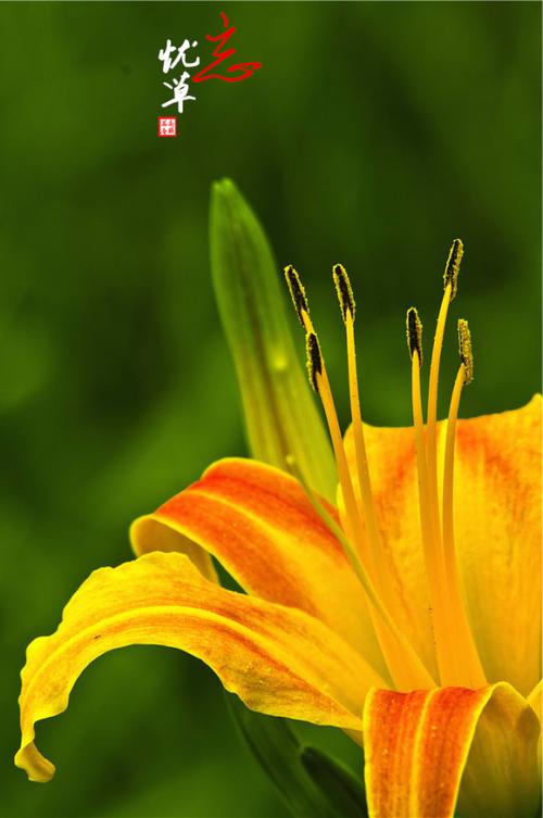 忘忧草社区日本www完整版