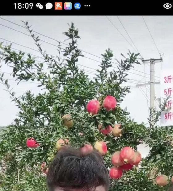 石榴直播下载汅api