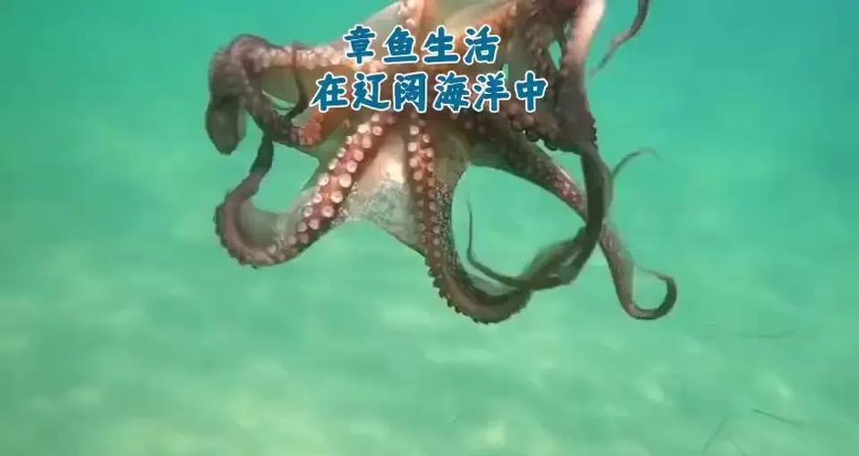 章鱼视频免费观看