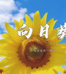 向日葵xrk1_3_0.apk