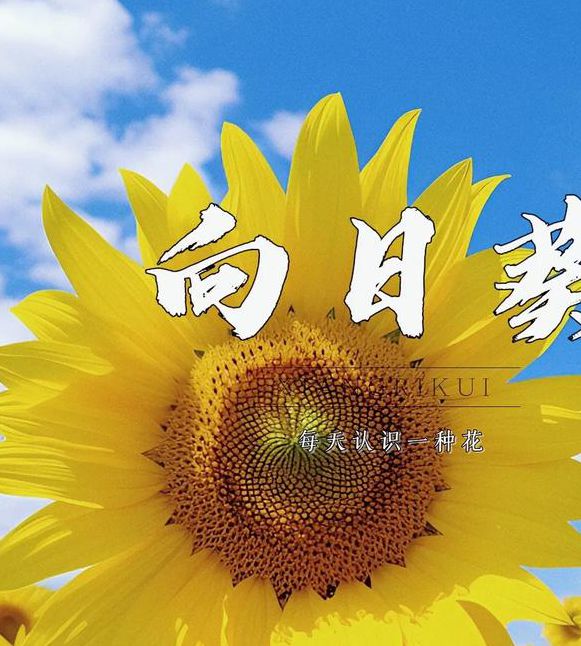 向日葵xrk1_3_0.apk