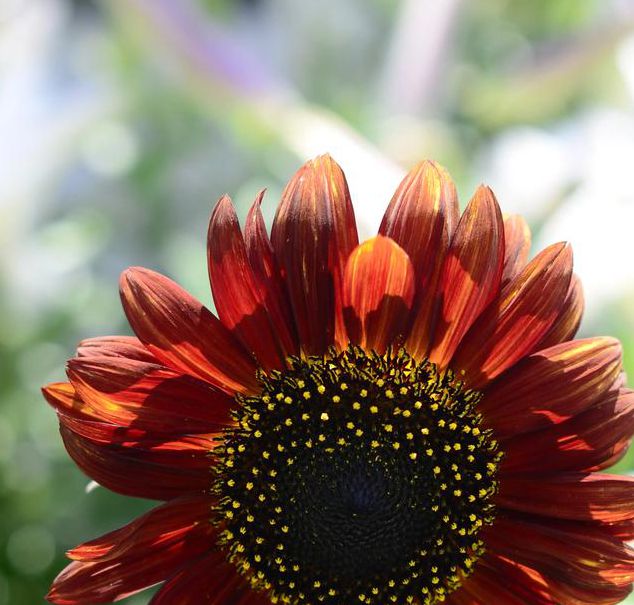 向日葵xrk1_3_0.apk