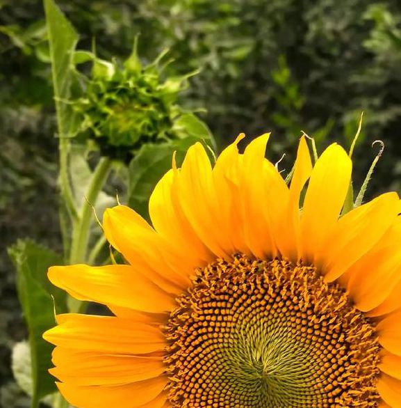 向日葵xrk1_3_0.apk