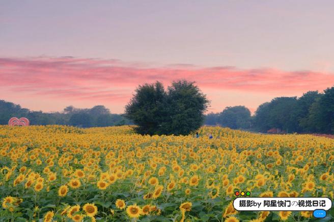 xrk1_3_0ark向日葵官方网站