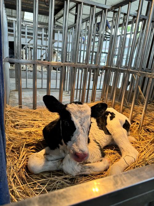 奶牛app福引导welcome解锁版