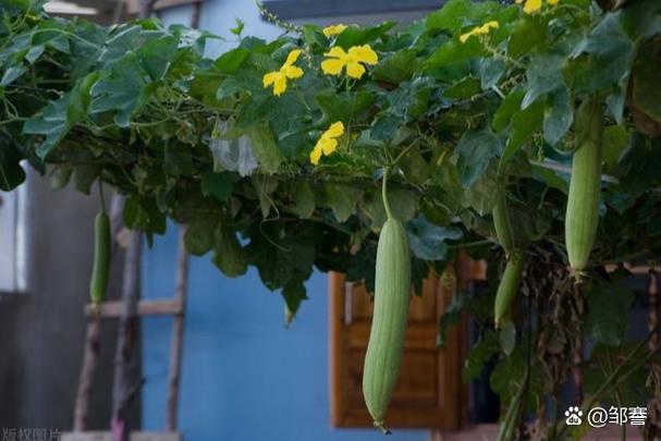 丝瓜污旧版本免费下