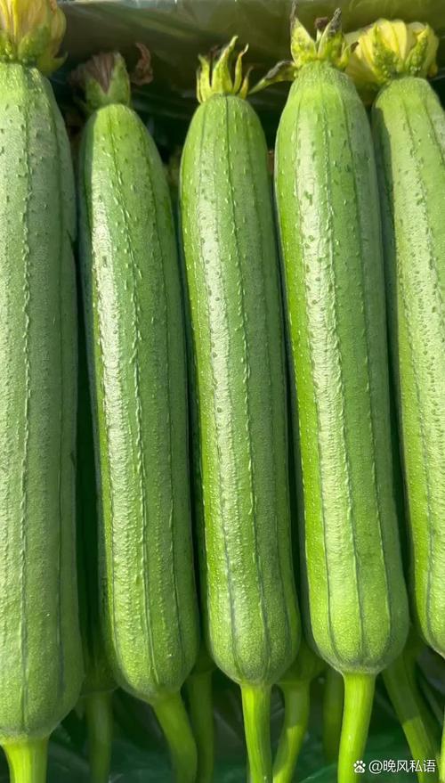 丝瓜.combo2.0深夜释放自己ios安卓