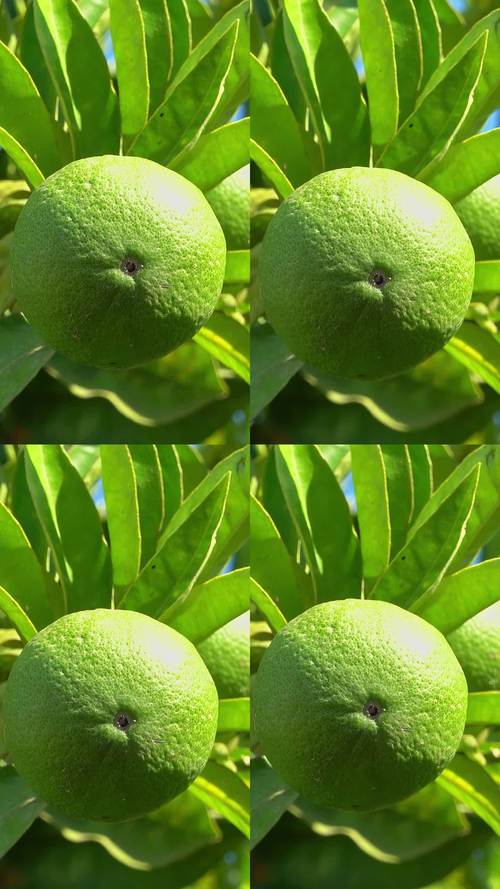 青柠视频免费高清