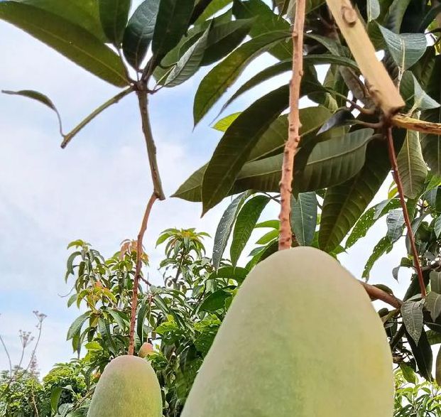 一天可以看25次的芒果视频版