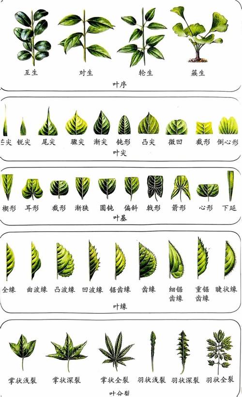 嫩叶草研究一二三线路