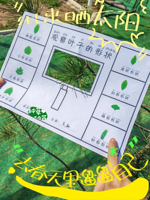 嫩叶草研究一二三线路