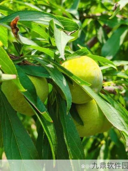 秋葵草莓香蕉樱桃黄瓜丝瓜榴莲