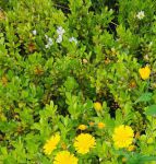 野花社区www在线资源