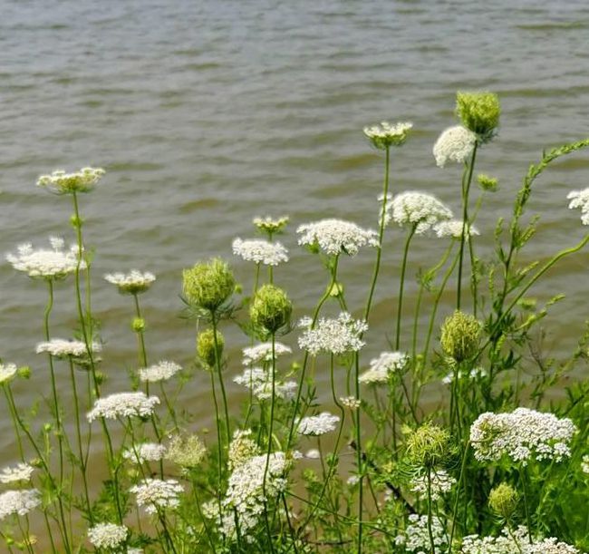 野花社区www在线资源