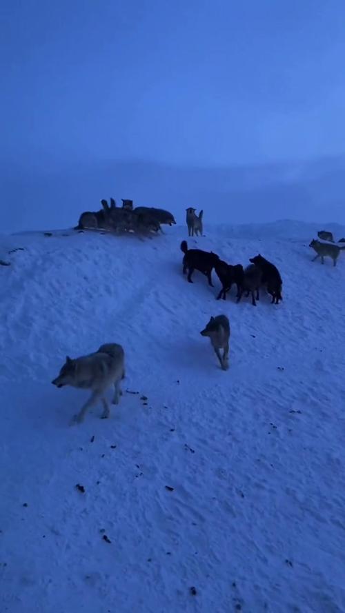 狼群社区视频