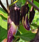 茄子秋葵草莓黄瓜榴莲荔枝向日葵大全