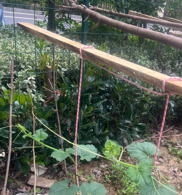 茄子秋葵草莓黄瓜榴莲荔枝向日葵大全